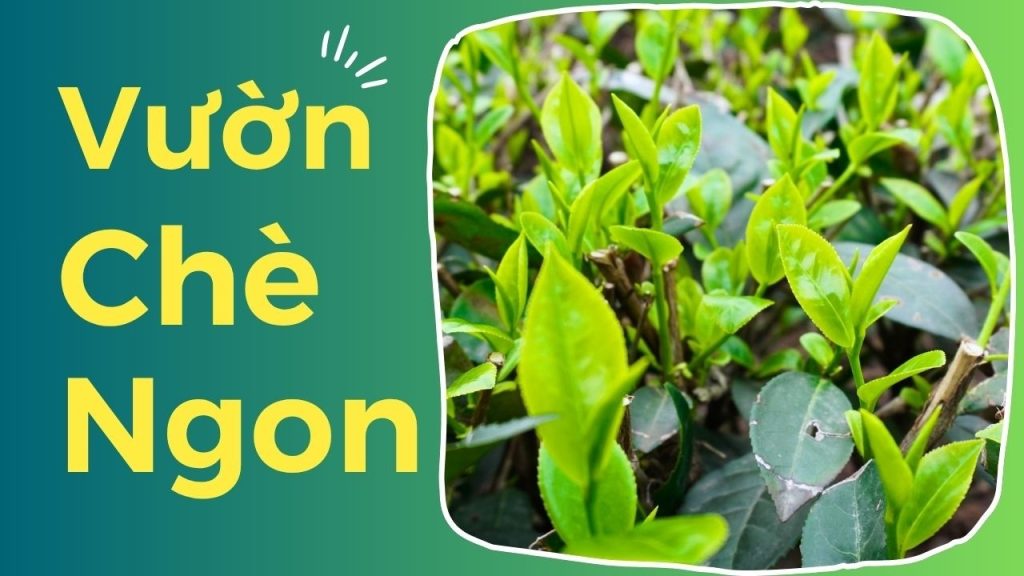 thumbnail vuon che ngon